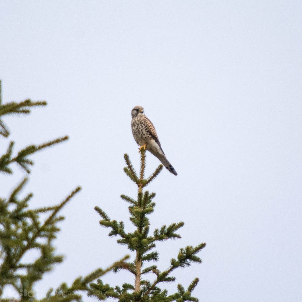 26429429063_2f6fcd6362_o