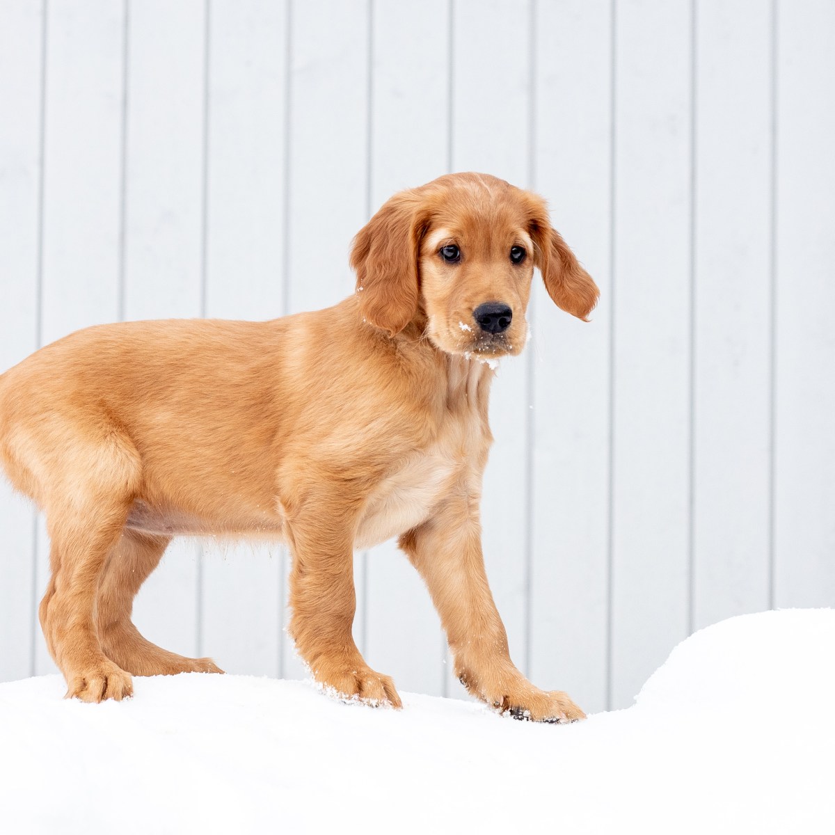 Velkommen til gårds, Molte!