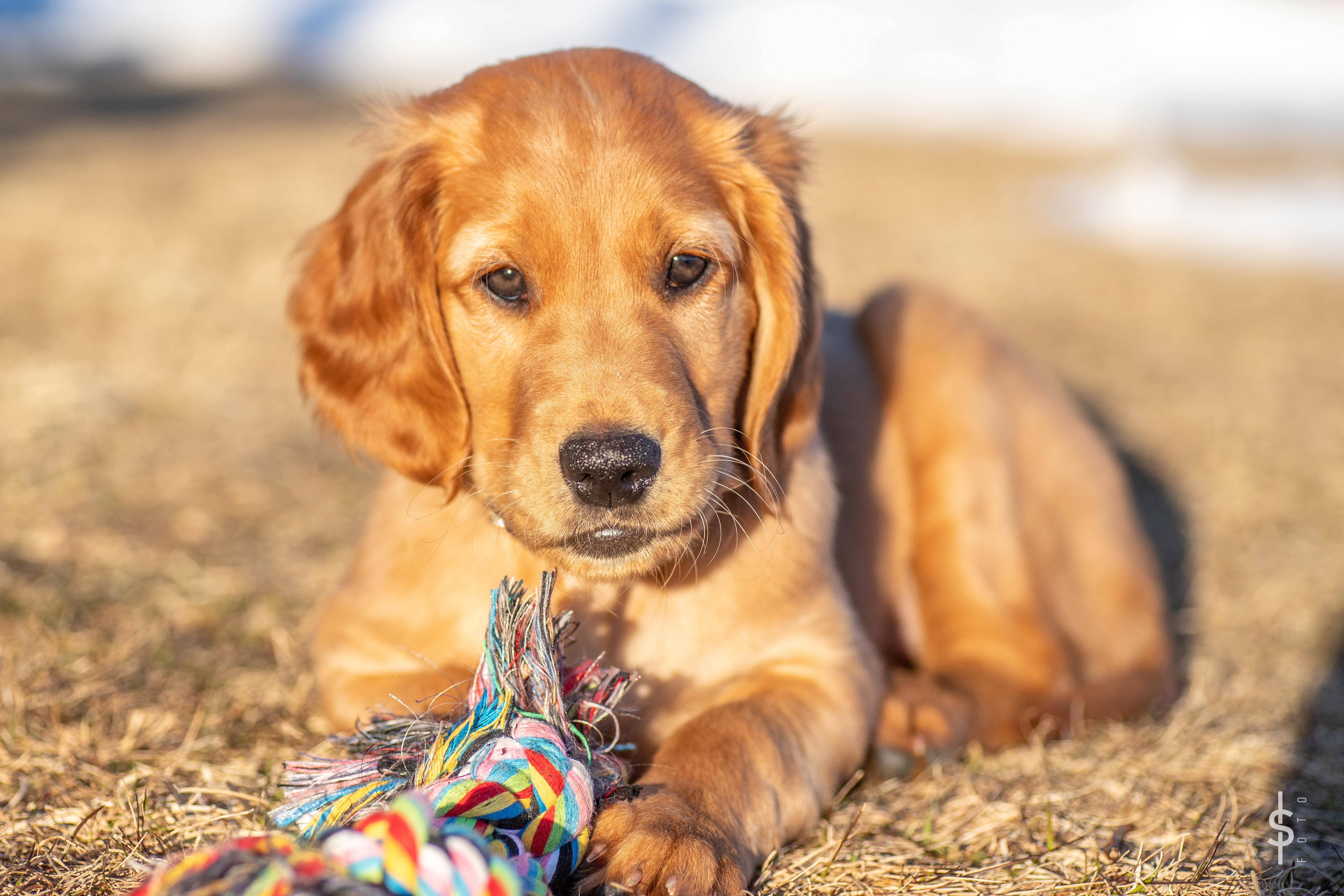 Molte med tyggeknute